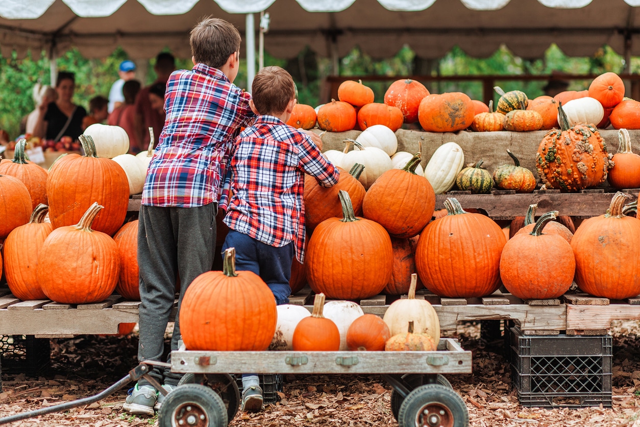 kids on a harvest festival at farm.