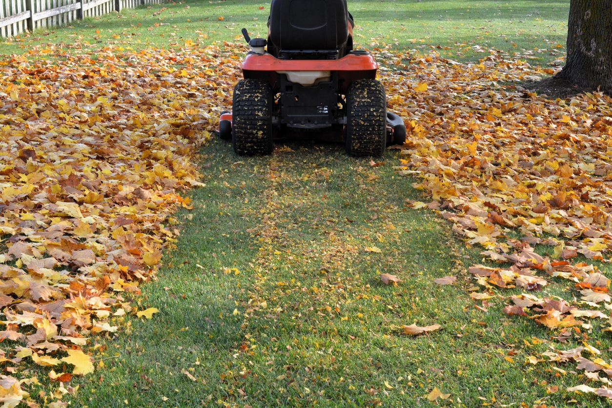 Lawn tractor mulches leaves into the lawn